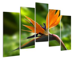 Detail květu - obraz (125x90cm)