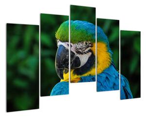 Obraz papouška (125x90cm)