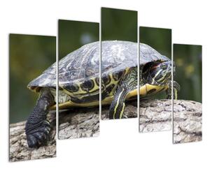 Obraz suchozemské želvy (125x90cm)