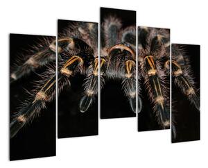 Obraz tarantule (125x90cm)