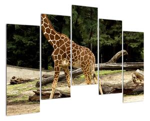 Obraz žirafy (125x90cm)