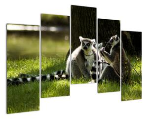 Obraz lemurů (125x90cm)