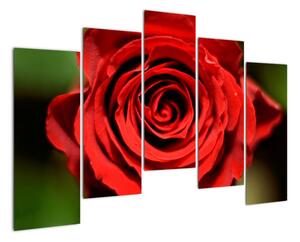 Obrázek růže (125x90cm)