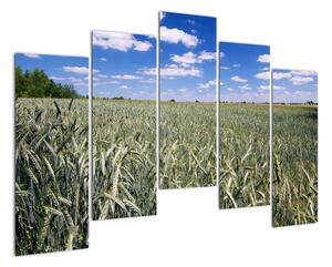Pole pšenice - obraz (125x90cm)