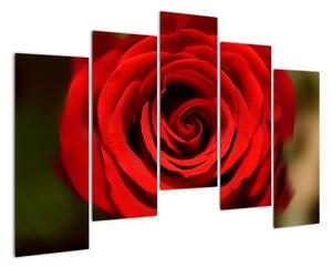 Detail růže - obraz (125x90cm)