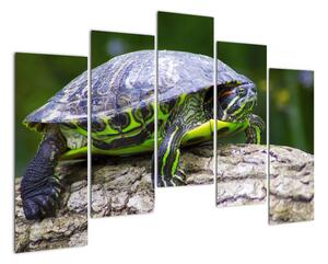 Suchozemská želva - obraz (125x90cm)