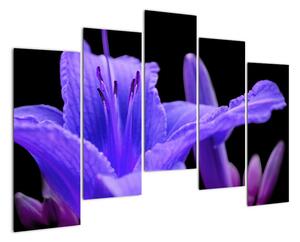 Obrazy květiny (125x90cm)