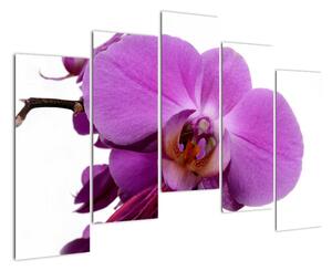 Orchidej - obraz (125x90cm)