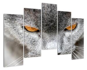 Kočka - obraz (125x90cm)