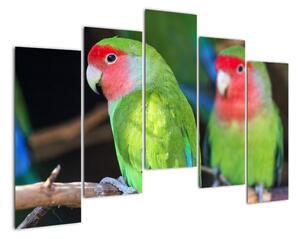 Papoušci - obraz (125x90cm)