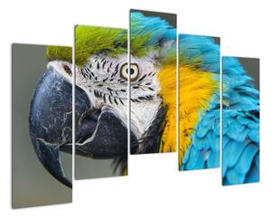 Papoušek - obraz (125x90cm)