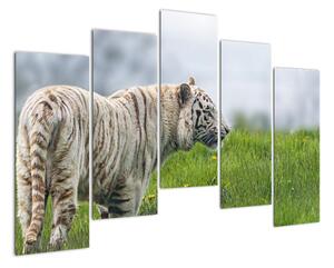 Tygr - obraz (125x90cm)