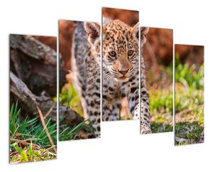 Mládě leoparda - obraz do bytu (125x90cm)