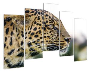 Leopard - obraz (125x90cm)