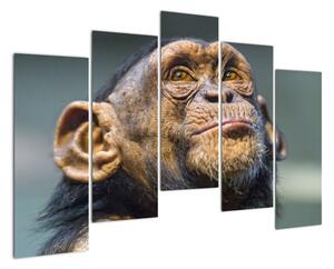 Opice - obrazy (125x90cm)
