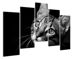 Obraz kočky (125x90cm)