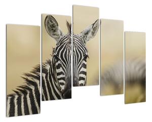Zebra - obraz (125x90cm)