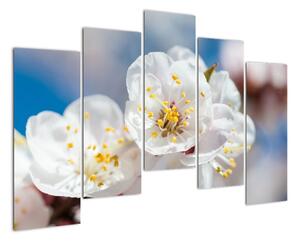 Květ třešně - obraz (125x90cm)