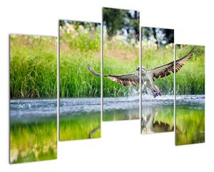 Fotka lovícího orla - obraz (125x90cm)