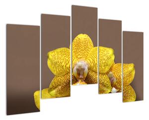 Žlutá orchidej - obraz (125x90cm)