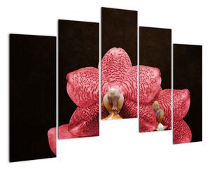 Růžová orchidej - obraz (125x90cm)