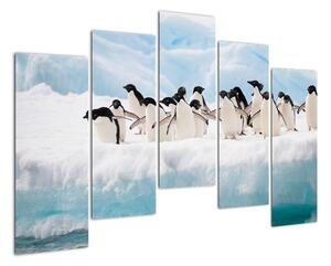 Tučňáci - obraz (125x90cm)