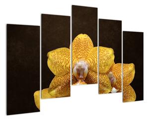 Obraz orchideje (125x90cm)