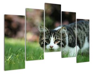 Obraz kočky (125x90cm)