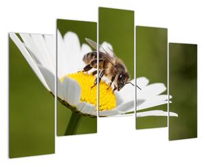 Včela na sedmikrásce - obraz (125x90cm)