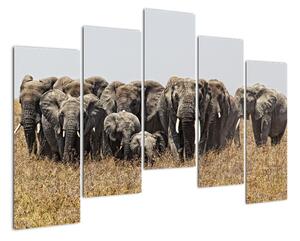 Stádo slonů - obraz (125x90cm)