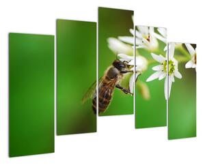 Fotka včely - obraz (125x90cm)