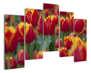 Tulipánové pole - obraz (125x90cm)