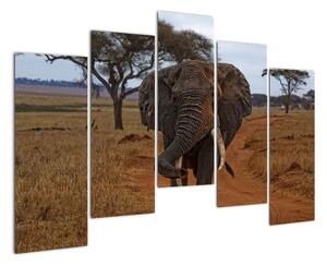 Obraz slona (125x90cm)