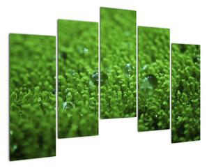 Detail trávy - obraz (125x90cm)