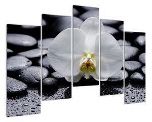 Květ orchideje - obraz (125x90cm)