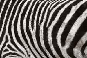 DIMEX | Vliesová fototapeta Textura zebry MS-5-2586 | 375 x 250 cm | bílá, černá