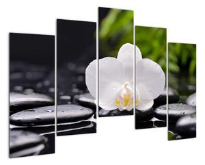 Fotka květu orchideje - obraz auta (125x90cm)