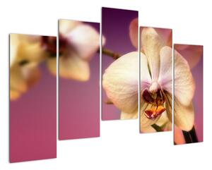 Obraz - orchidej (125x90cm)