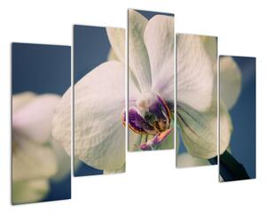 Obraz orchideje (125x90cm)