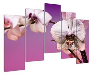 Moderní obrazy - orchidej (125x90cm)