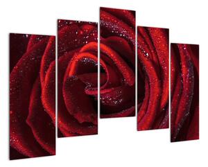 Detail růže, obraz (125x90cm)