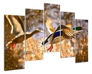 Letící kachny - obraz (125x90cm)
