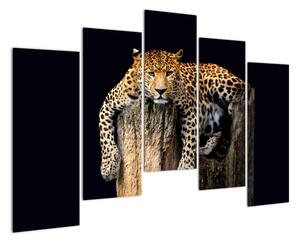 Leopard, obraz (125x90cm)