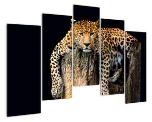 Leopard, obraz (125x90cm)