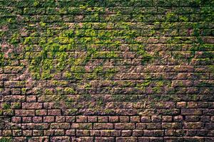 DIMEX | Vliesová fototapeta Cihlová zeď s mechem MS-5-2684 | 375 x 250 cm | zelená, hnědá