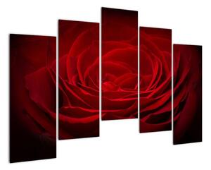 Makro růže - obraz (125x90cm)