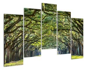 Aleje stromů - obraz (125x90cm)