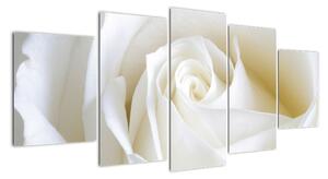 Obraz bílé růže (150x70cm)