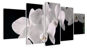 Obraz - bílé orchideje (150x70cm)
