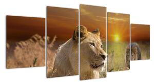 Obrazy zvířat (150x70cm)